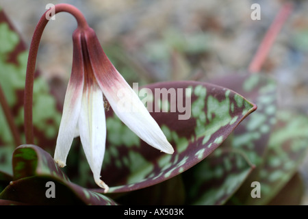 ERYTHRONIUM DENS CANIS PINK PERFECTION Stock Photo