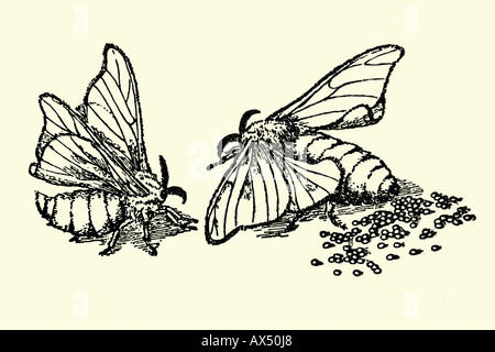 Silkworm moth Bombyx mori. Antique illustration. 1900 Stock Photo