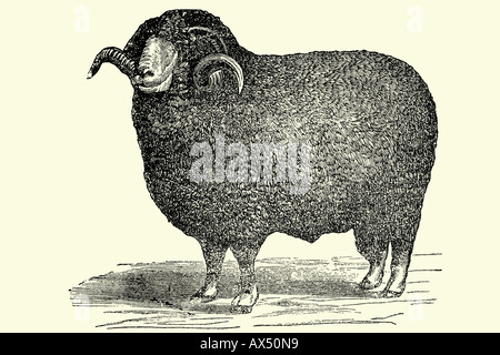 Sheep. Antique illustration. 1900 Stock Photo