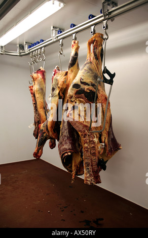 Organic beef carcasses / carcases hang on butcher's hooks in a farm freezer room Stock Photo