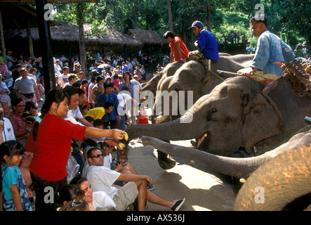 Thai men, mahouts, riding elephants, tourists, Mae Sa Elephant Camp, Chiang Mai, Chiang Mai Province, Thailand, Southeast Asia, Asia Stock Photo