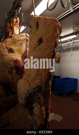 Organic beef carcasses / carcases hang on butcher's hooks in a farm freezer room Stock Photo