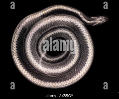 X ray image of a coiled Eastern Indigo Snake, Drymarchon corais couperi. Stock Photo