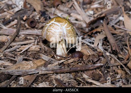 Yellow Stainer Fungus- Agaricus xanthodermus-Family Agaricaceae Stock Photo