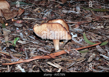 Ghost Fungus-Omphalotus nidiformis-Family Marasmiaceae Stock Photo