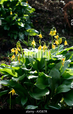 ERYTHRONIUM TUOLUMNENSE AGM Stock Photo