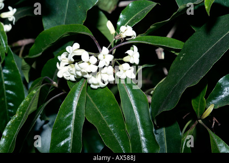 Sweet Pittosporum/Victorian Box-Pittosporum undulatum-Family Pittosporaceae Stock Photo