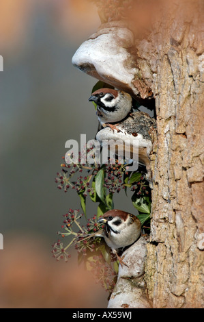 Tree Sparrows (Passer montanus) Stock Photo