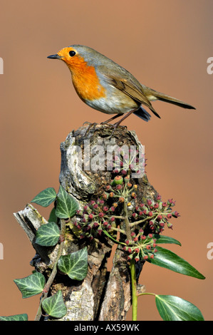 Robin, Erithacus rubecula, Single bird on branch singing, Warwickshire ...