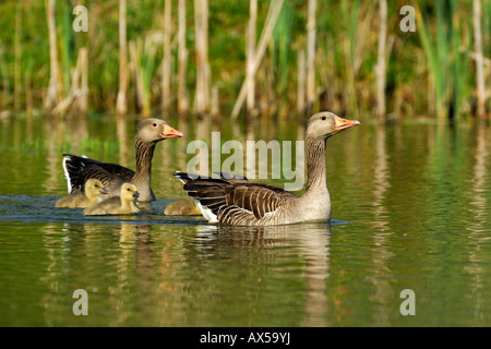 Greylag Geese (Anser anser), family with chicks Stock Photo