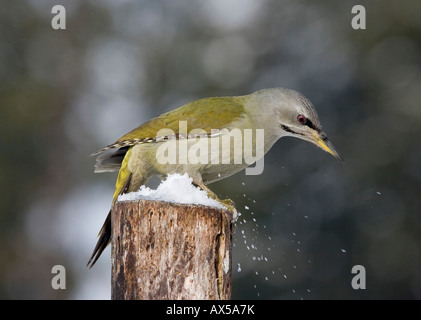 Grey-headed Woodpecker (Picus canus), female, on dead wood in winter Stock Photo