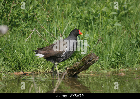 Common Moorhen (Gallinula chloropus) at lakeside Stock Photo