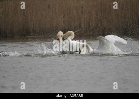 Mute swans (Cygnus olor) on a lake, fighting Stock Photo