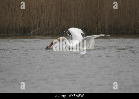 Mute swans (Cygnus olor) on a lake, fighting Stock Photo