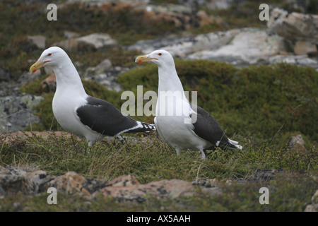 Great Black-backed Gulls (Larus marinus) on bird rock, Northern Norway Stock Photo