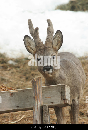Roe deer (Capreolus capreolus) with velvet antlers at feeding ground Stock Photo