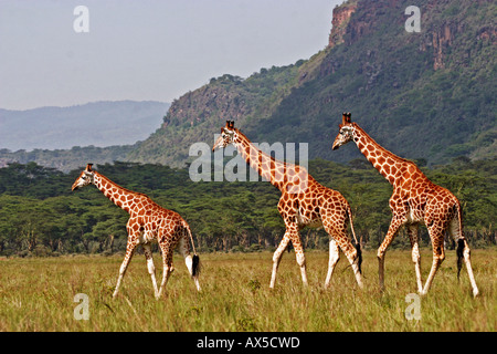Rothschild's Giraffe  Stock Photo