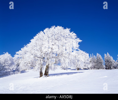 Snow-covered beech tree (Fagus sylvatica), Mt. Schauinsland, southern Black Forest, Baden-Wuerttemberg, Germany, Europe Stock Photo