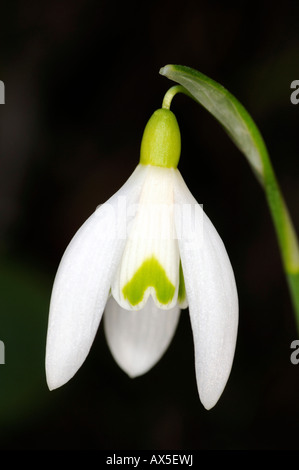Snowdrop (Galanthus nivalis) Stock Photo
