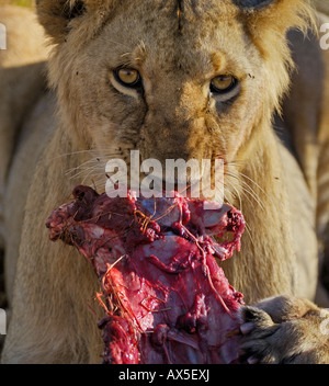 Loewe (Panthera leo), lion close up at the kill, Massai Mara, Kenya Stock Photo
