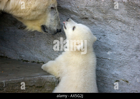 Polar Bear (Ursus maritimus) cub with mother, twins born December 2007 at Schoenbrunn Zoo, Vienna, Austria, Europe Stock Photo