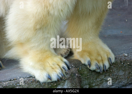 Polar Bear (Ursus maritimus) paws, cub and adult, twins born December 2007 at Schoenbrunn Zoo, Vienna, Austria, Europe Stock Photo