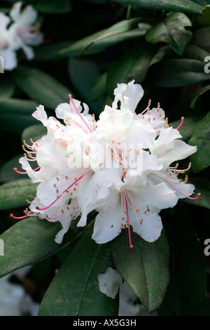 RHODODENDRON CHRISTMAS CHEER Stock Photo