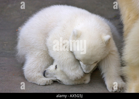 Polar Bear (Ursus maritimus) cubs playing, twins born December 2007 at Schoenbrunn Zoo, Vienna, Austria, Europe Stock Photo