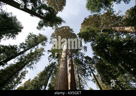 Giant Sequoias (Sequoiadendron giganteum) in wintertime, Sequoia National Park, California, USA, North America Stock Photo