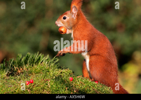 European red squirrel with hazelnut in the mouth ( Sciurus vulgaris) Stock Photo