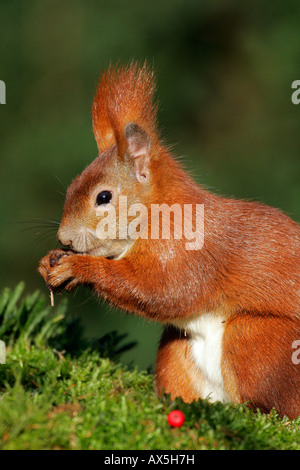 European red squirrel ( Sciurus vulgaris) Stock Photo