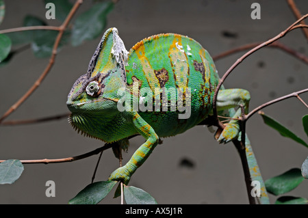 Veiled Chameleon or Yemen Chameleon (Chamaeleo calyptratus Stock Photo