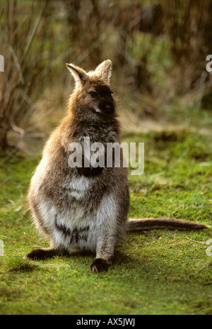Tammar Wallaby or Dama Wallaby (Macropus eugenii), Tasmania, Australia Stock Photo