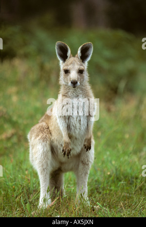 Young Western Grey Kangaroo (Macropus fuliginosis), Western Australia, Australia Stock Photo