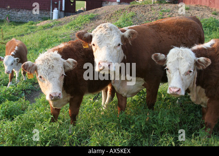 Miniature cattle on a farm in New Hampshire Stock Photo