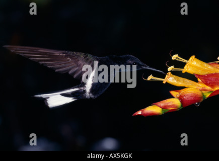 Black Jacobin hummingbird (Florisuga fusca) near Santa Teresa, Espírito Santo State, Brazil, South America Stock Photo