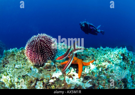European Edible Sea Urchin (Echinus esculentus) and a seastar (S. Granularis), Mediterranean Sea Stock Photo