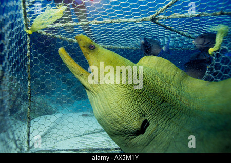 Giant Moray Eel (Gymnothorax javanicus) caught in a fish trap, Caribbean Stock Photo