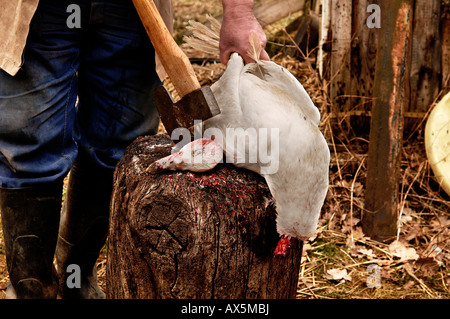 Home slaughtering (duck), farmer holding duck to bleed out on the hack stick, Eckental, Middle Franconia, Bavaria, Germany, Eur Stock Photo