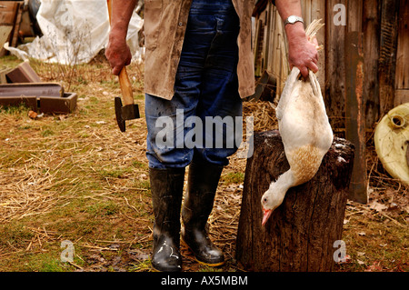 Home slaughtering (duck), farmer holding duck shortly before the slaughtering, Eckental, Middle Franconia, Bavaria, Germany, Eu Stock Photo