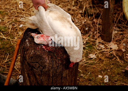 Home slaughtering (duck), farmer holding duck to bleed out on the hack stick, Eckental, Middle Franconia, Bavaria, Germany, Eur Stock Photo