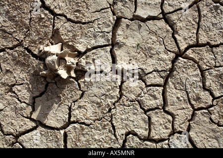 cow vertebra in cracked dry mud Stock Photo