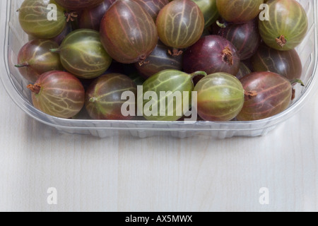 Gooseberries (Ribes uva-crispa) Stock Photo