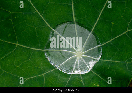 Water droplet on a leaf of a Garden Nasturtium or Indian Cress (Tropaeolum majus), North Tirol, Austria, Europe Stock Photo