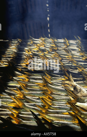 Gambia. Fish with golden tails being smoked on the beach in a smokehouse near the border with Senegal. Stock Photo
