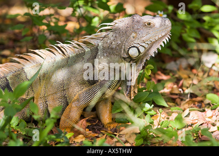 Iguana (Iguanidae) in the open at John Pennekamp State Park, Key Largo, Florida, USA Stock Photo