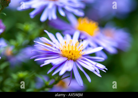 New England Aster (Symphyotrichum novae-angliae, Aster novae angliae), blue blossoms Stock Photo