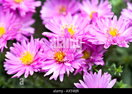 New England Aster (Symphyotrichum novae-angliae, Aster novae angliae), pink blossoms Stock Photo