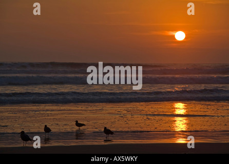 Sunset with sea gulls at the beach from Arica, Pacific, North of Chile, South America Stock Photo