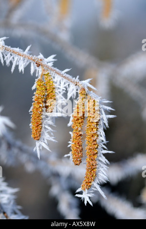 Ice crystals formed on Hazel flowers (Corylus) Stock Photo